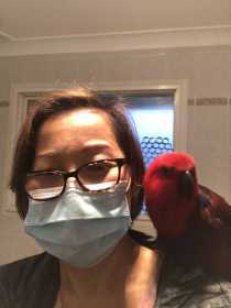 Lost Eclectus