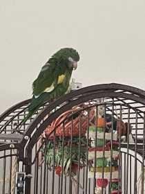 Lost White-Winged / Canary-Winged Parakeet