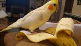 Lost Cockatiel