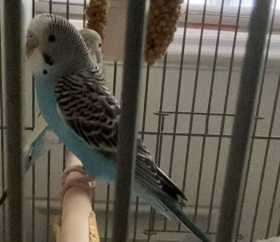 Lost Parakeet