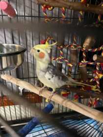 Lost Cockatiel