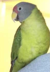 Lost Plum-Headed Parakeet