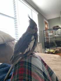 Lost Cockatiel