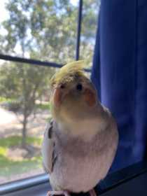 Lost Cockatiel