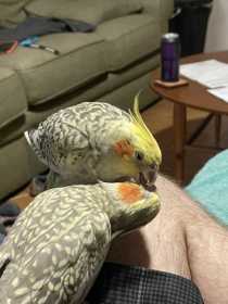 Lost Cockatiel