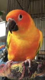 Lost Conure