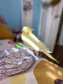 Lost Cockatiel