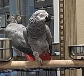 Lost African Grey