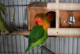 Lost Lovebird