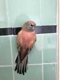 Lost Bourke's Parakeet