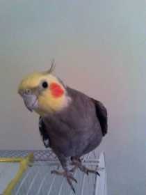 Lost Cockatiel