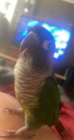 Lost Conure