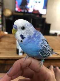 Lost Parakeet