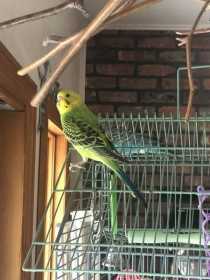 Lost Budgerigar