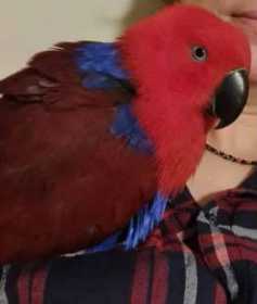 Lost Eclectus