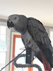 Lost African Grey