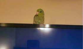 Lost Parrotlet