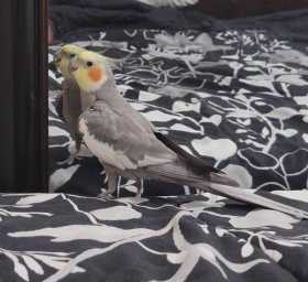 Lost Cockatiel