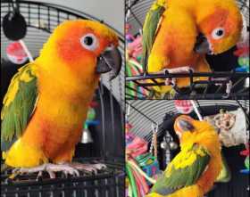 Lost Conure