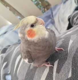 Lost Cockatiel