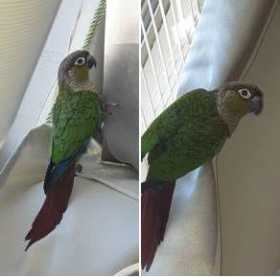 Lost Conure