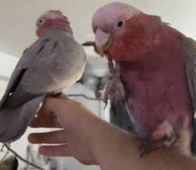 Lost Galah Cockatoo