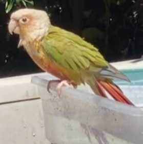 Lost Conure