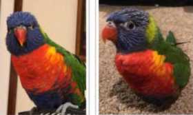 Lost Lory / Lorikeet