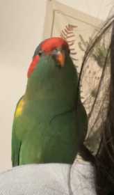 Lost Lory / Lorikeet