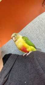 Lost Conure