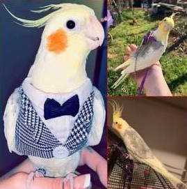 Lost Cockatiel