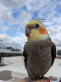 Lost Cockatiel