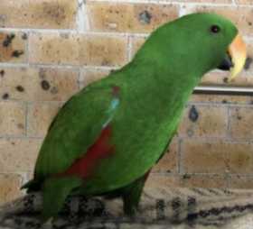 Lost Eclectus