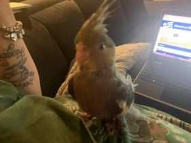 Lost Cockatiel