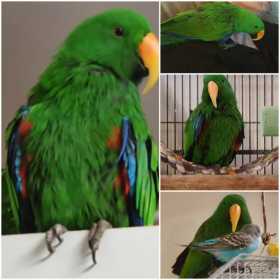 Lost Eclectus