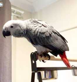 Lost African Grey