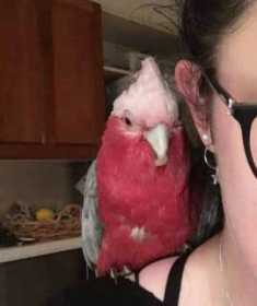 Lost Galah Cockatoo