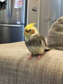 Lost Cockatiel