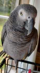 Lost African Grey