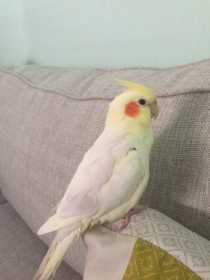 Lost Cockatiel