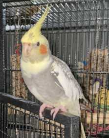 Lost Cockatiel