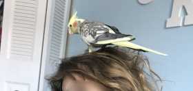 Lost Cockatiel