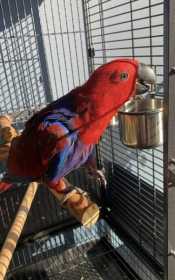 Lost Eclectus