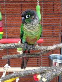 Lost Conure