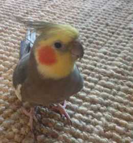 Lost Cockatiel