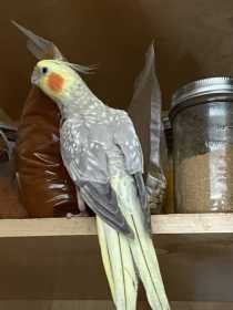 Lost Cockatiel