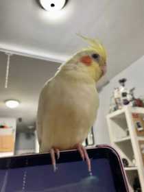 Lost Cockatiel