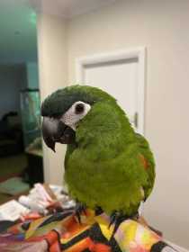 Lost Macaw