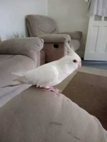 Lost Cockatiel