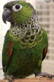 Lost Conure